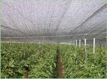 Reticolato all'aperto del parasole della serra per la verdura, crescita del fiore