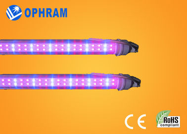 50Hz/60Hz 230V/240V luci progressive complete di spettro LED per la verdura